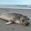 Baby seal stabbed on Oregon coast prompts search for suspect