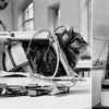 Quand la France envoyait le premier (et dernier) chat dans l’espace : voici l’histoire de Félicette