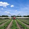 Landwirtschaft: Gurken-Ernte im Spreewald beginnt