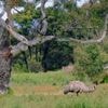 Une touriste allemande a été retrouvée après avoir erré 12 jours dans la brousse australienne