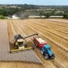 REPORTAGE. Des moissons précoces mais pas partout