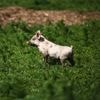 « Le cochon qui sommeille » : d’où vient cette expression ?