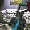 Octopus attacks boy, 6, at aquarium then makes EYE CONTACT with him from glass tank