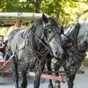 Dans le bastion de l’industrie automobile, cette île attire les touristes en interdisant la voiture