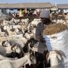 Voor het Offerfeest koopt elke man in Senegal het mooi­ste schaap: ‘Het schaap maakt de man’
