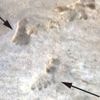 'Incredible' ancient footprints discovery could rewrite human history