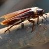 Sie können fliegen, übertragen Ruhr und Salmonellen: Amerikanische Riesen-Kakerlaken tyrannisieren Italien
