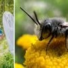 ‘In ons land blijkt de waarde van wilde bestuivers 250 miljoen euro per jaar te zijn’: Wim Veraghtert over de insectensterfte