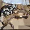 Two passengers arrested at Colombia airport after trying to smuggle six alive and dead monkeys in their PANTS and bags