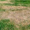 “Voeg ‘wetting agents’ aan het water toe”: 5 tips om een uitgedroogde grasmat te voorkomen
