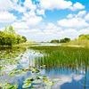 Rare and secretive creatures not seen in 33 years are found lurking in Florida wetlands