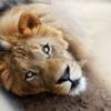 Owners of escaped pet lion arrested after it attacks three people