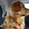 Voici cinq conseils pour transporter son chien ou son chat durant un voyage en voiture