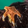 Massale sterfte onder zeesterren duurt al ruim tien jaar – eindelijk is de veroorzaker ontdekt