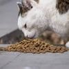 En 2016, il quitte son poste dans la banque: depuis, il aide jusqu’à 200 animaux errants chaque jour