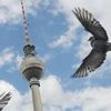 Mehr als nur Bolle: Was Berliner nicht über Pfingsten wissen