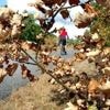 Door zeldzame combinatie van factoren vallen de blaadjes nu al van de bomen