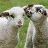 „Das Interesse ist riesig“ : Berlins beliebter Bauernhof soll im Sommer endlich wieder öffnen