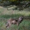 Gelderland wil wolf laten afschieten die hardloopster beet. Kan dat zomaar?