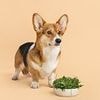 Now even DOGS are being told to go vegan! Plant-based foods provide 'similar nutrients' to meat-based diets for pooches, vets claim