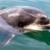 Agnès Pannier-Runacher veut créer en France un centre pour accueillir des dauphins en captivité