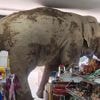 A hungry wild elephant raids a grocery store in Thailand for snacks