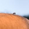 Chikungunya : près de 400 cas autochtones ont été identifiés dans l'Hexagone depuis début mai