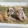 "Jungtieren das Leiden ersparen": Zoo Leipzig schläfert drei Tigerbabys ein