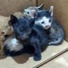 Orphaned kittens saved by Royal Navy sailors
