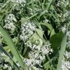 Cueillette du muguet et de l’ail des ours : comment les reconnaître pour éviter l’intoxication