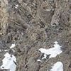 Snow leopard is almost IMPOSSIBLE to see as it blends in perfectly with its surroundings - so can YOU spot it?
