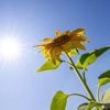 Die Wetterwoche im Schnellcheck: Der Sommer ist da und macht keine Anstalten zu gehen