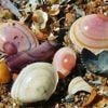 Quiz. Connaissez-vous bien les coquillages et crustacés ?