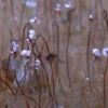 'Communities' of strange, extreme life seen for first time in deep ocean