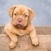 QUIZ. Êtes-vous incollable sur les chiens ?