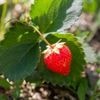 VIDÉO. Voici comment marcotter les fraisiers pour les multiplier et faire le plein de fraises