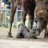 KIJK. Uniek moment in Planckendael: kameel Neela bevalt voor ogen van publiek