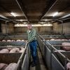 Varkensboer Eric is piekbelaster en neemt radicale beslissing: ‘Ik dacht dat het een foutje was’