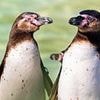 Gay penguin couple Scampi and Flounder are stepping up to raise chick at UK zoo