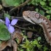 La France aussi abrite des animaux dangereux, en voici huit qu’il vaut mieux ne pas approcher