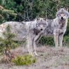 Meer wolven in ons land, maar aantal roedels neemt niet toe