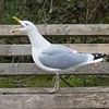 Seagulls are dive-bombing us in the garden, how do we get rid of them?