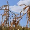 Faktencheck: Wetter extrem: Wie gut sind Langzeitprognosen wirklich?