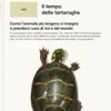 Sopravvivere da 250 milioni di anni e rischiare l’estinzione per il cambiamento climatico: storia delle tartarughe