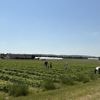 "Moins cher pour une qualité bien meilleure" : les cueillettes de fruits et légumes du réseau Chapeau de paille fêtent leurs 40 ans