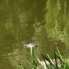Attrappe im Wasser: Falscher Alligator sorgt für Aufsehen an Berliner Teich