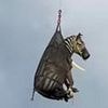 Pet zebra captured more than a week after it escaped home in Tennessee