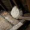 Urgent warning to Brits over an influx of WASPS: Pest control expert dubs 2025 the 'year of the insects' - and warns monster nests have already reached the size of space hoppers