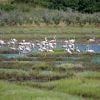 Großteil der Ernten vernichtet: Flamingos suchen italienische Reisfelder heim