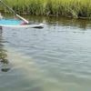 Scientists standing by to rescue rare manatee sighted in cold New England waters